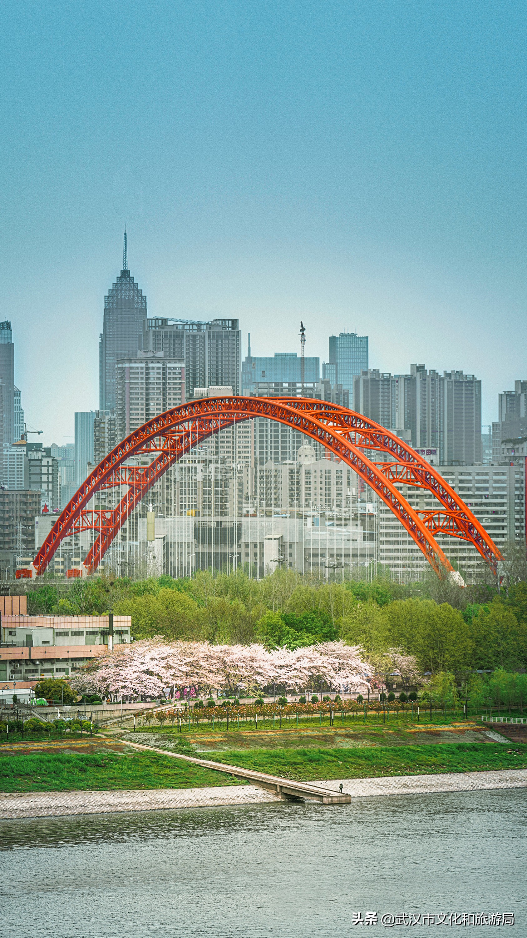 武汉东湖樱花门票,武汉看樱花的景点