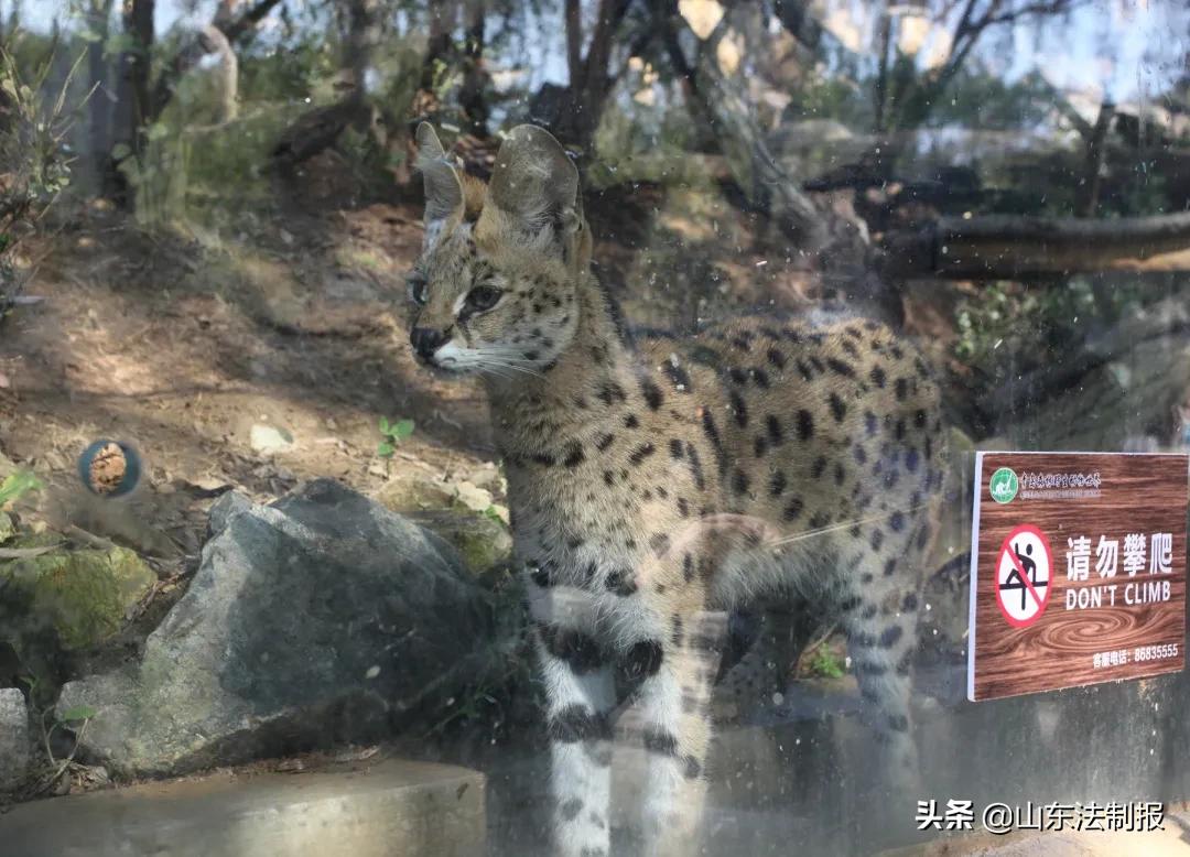 青岛市人民检察院,青岛市人民检察院检察官