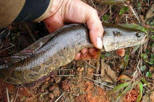 黑鱼钓起来怎么样不会死,黑鱼钓起来手感如何