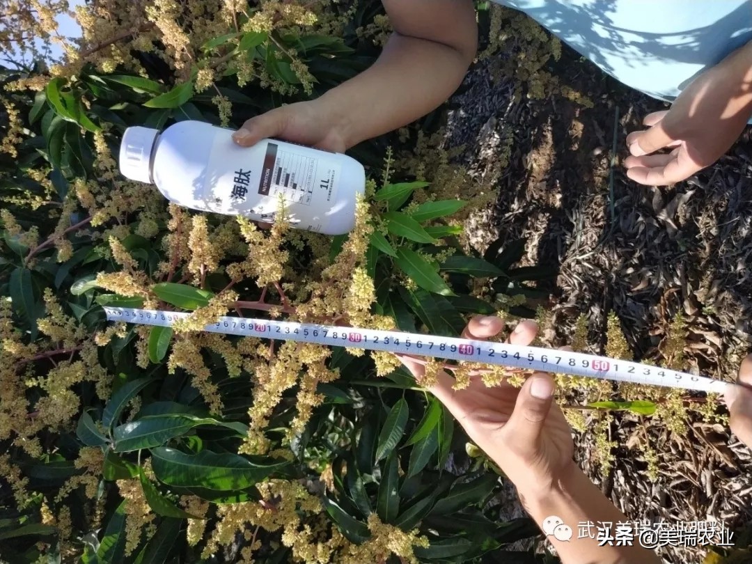 芒果催花药配方及技巧,天气冷了芒果怎么催花