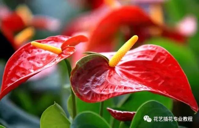 「花艺知识」50种常见花材的花语~（建议收藏）