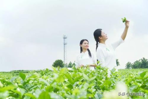 横县茉莉花小镇,横县茉莉花茶市场直播间