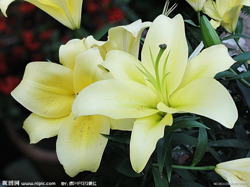 日常对狗狗危害最大的食品,防狗器对犬的危害