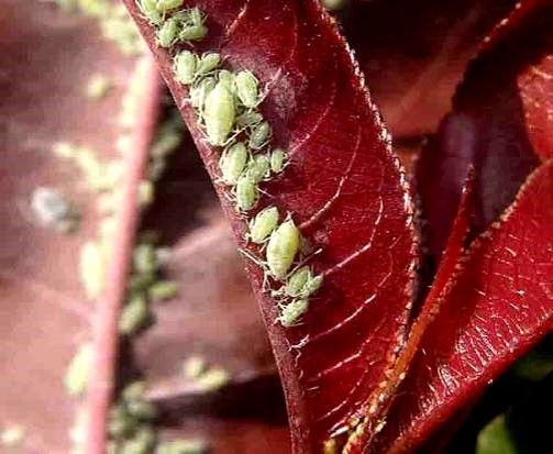 园林绿化虫害的名称及防治,栾树蚜虫虫害的症状图片