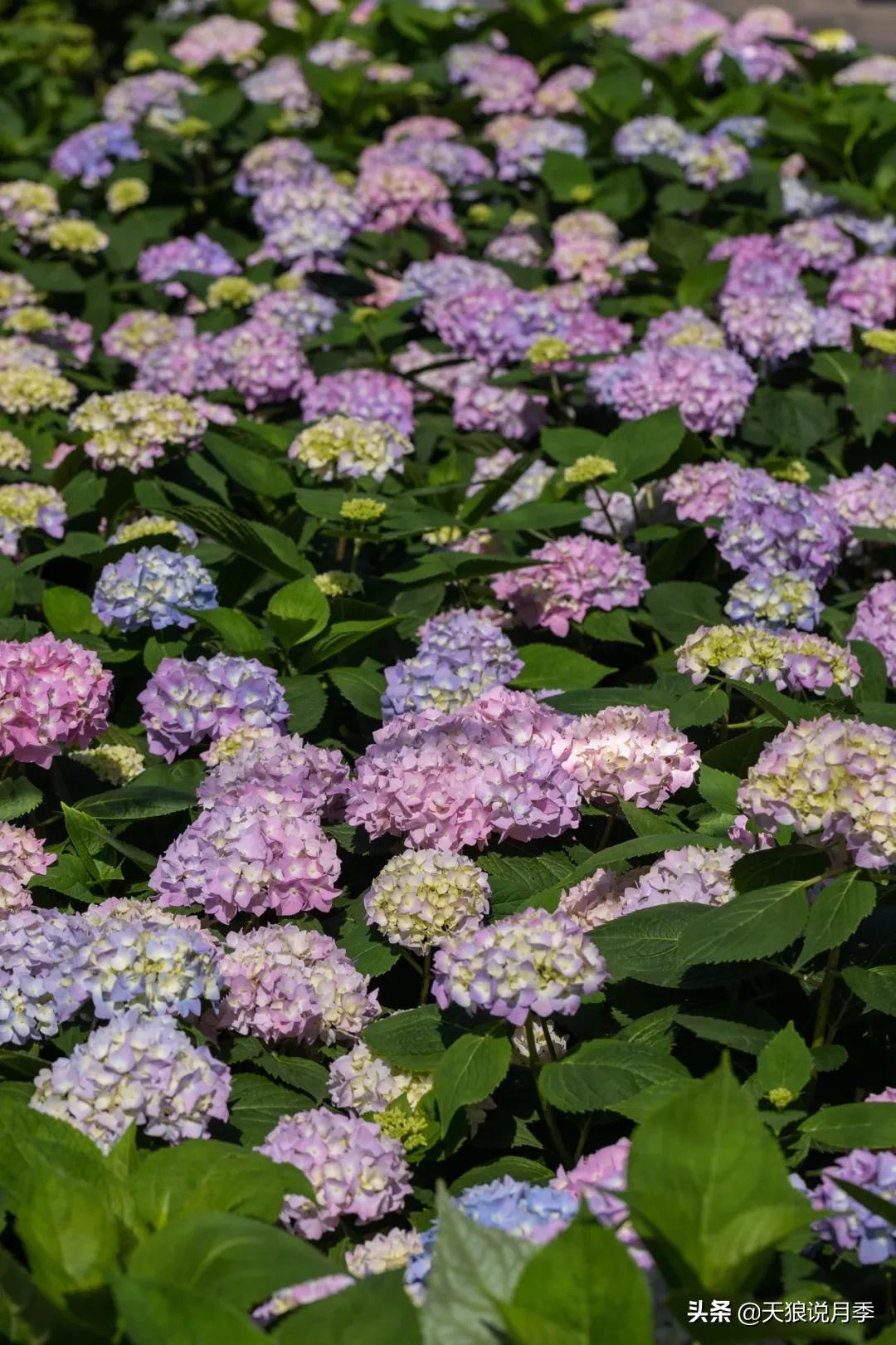 适合北阳台种的花园,采光差适合什么藤本月季
