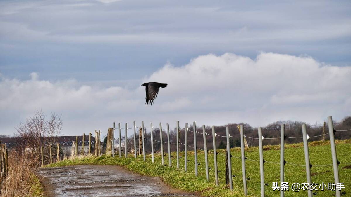 2021征地地上附着物补偿标准,2024农田征收补偿标准