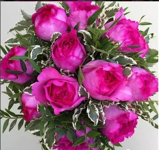 100种玫瑰图片大全,100种玫瑰鲜花你认识吗