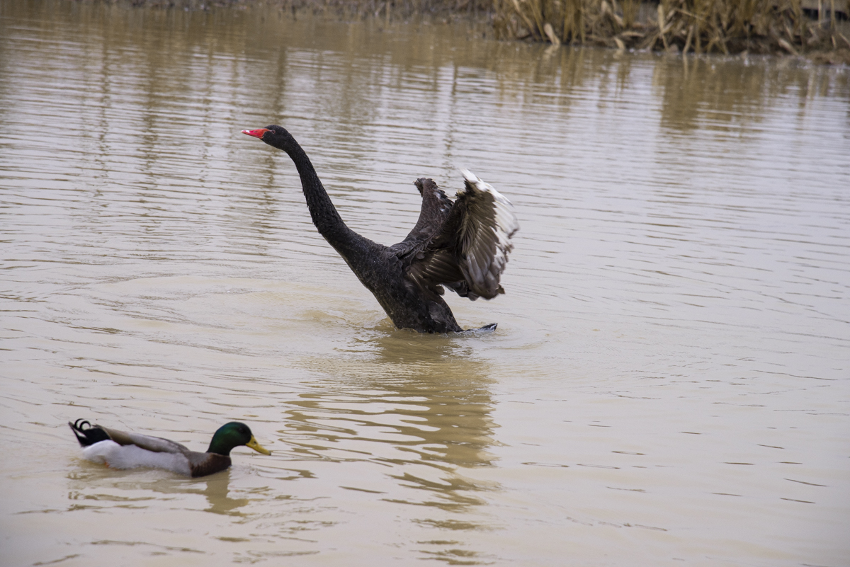 洋湖国家湿地公园,洋沙湖国家湿地公园马鞭草