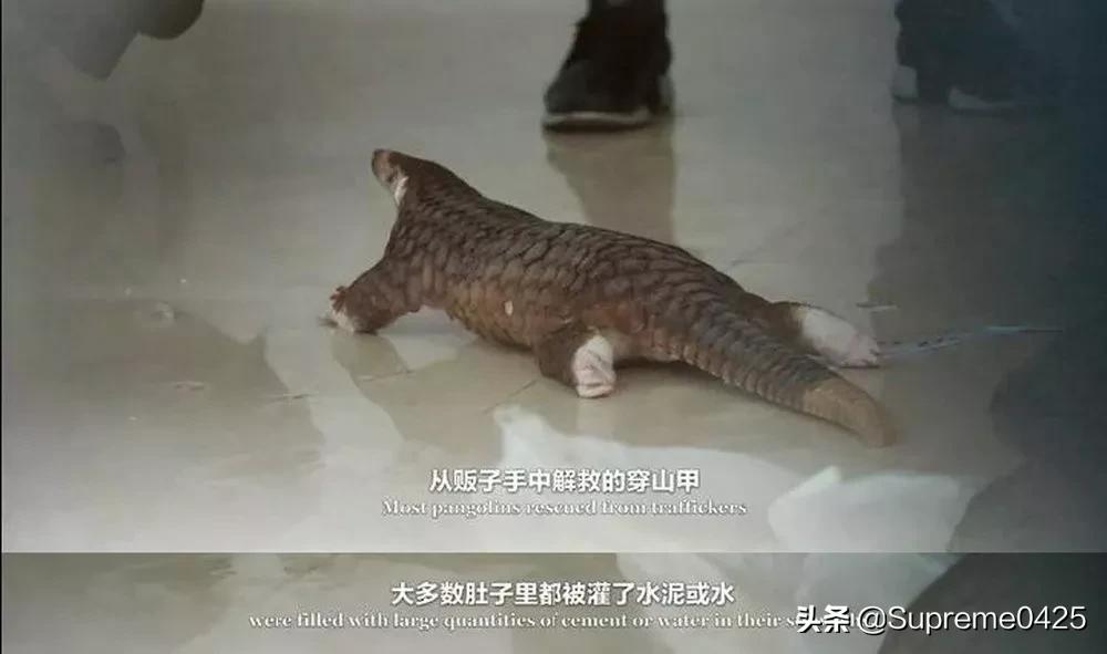 吃野生穿山甲的后果,吃了穿山甲会有什么法律后果