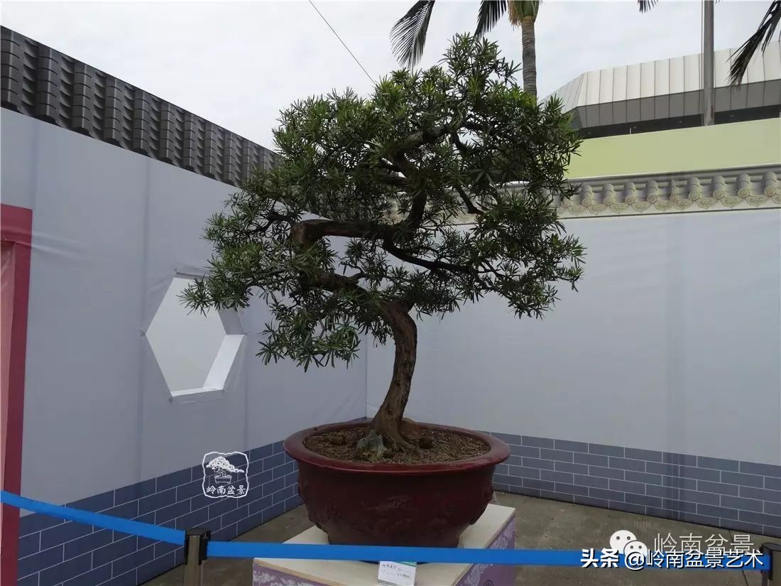 罗汉松盆景开运招财，非其莫属！清风雅韵，当之无愧！