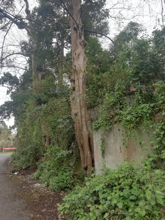 大明寺典故,大明寺的传说