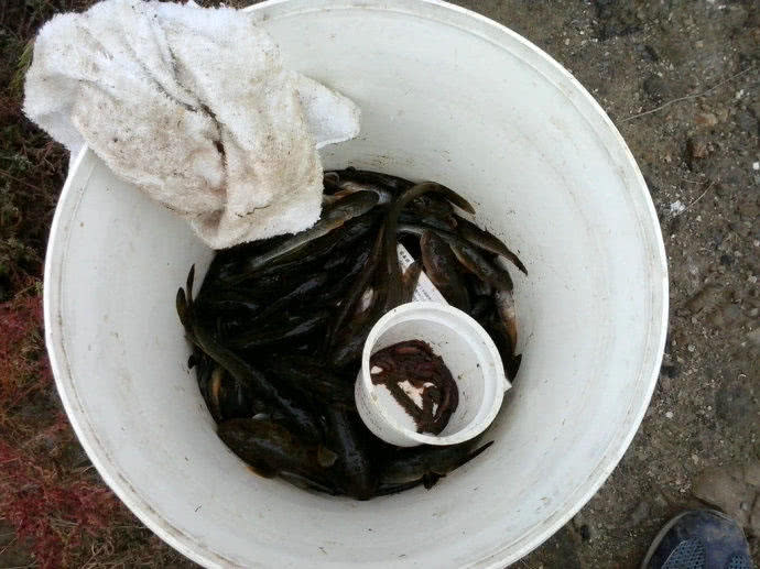 它一生只活一年，我们叫它“扔巴鱼”