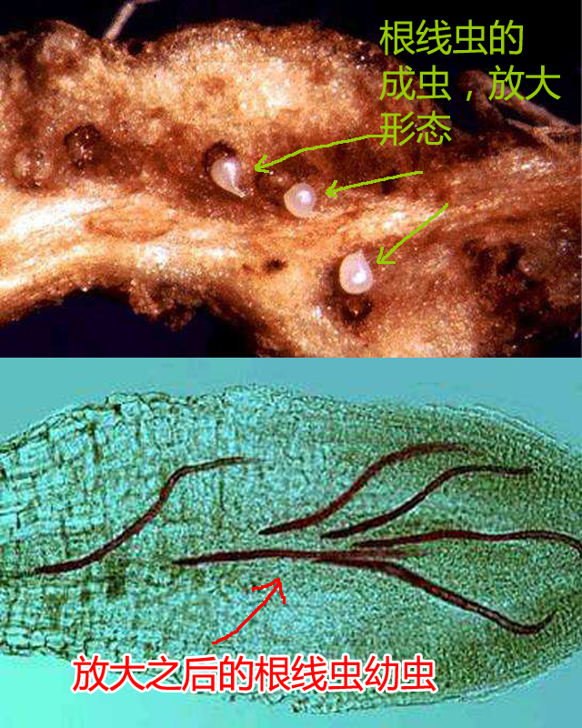 种的花生地里长满了野草,种植花生芽长白毛怎么处理