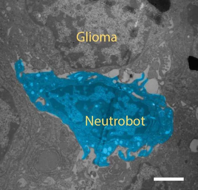 纳米磁控靶向机器人,哈工大肿瘤靶向纳米机器人