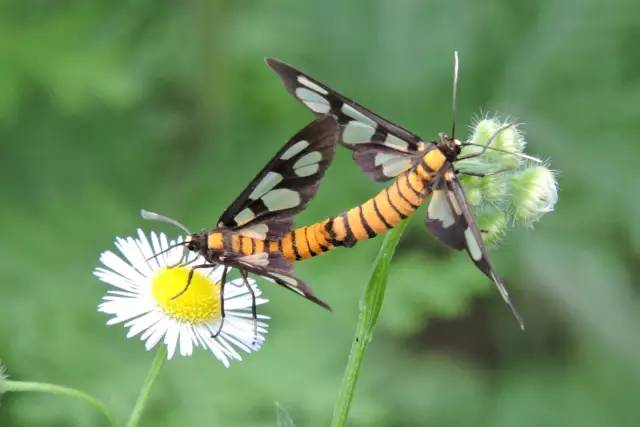 传说中的蛊虫真的有吗,传说中的扑棱蛾子
