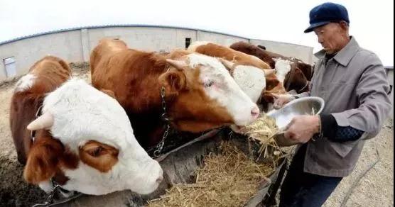 养牛的10大忠告全文,养牛的10个忠告怎么写