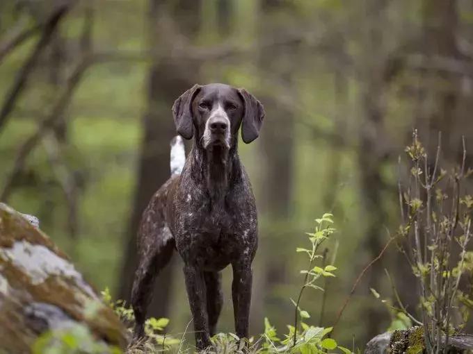 美国家庭都养什么犬,美国人喜欢养什么猛犬