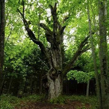日本威士忌用的是水楢桶吗,山崎水楢桶威士忌2017限量版