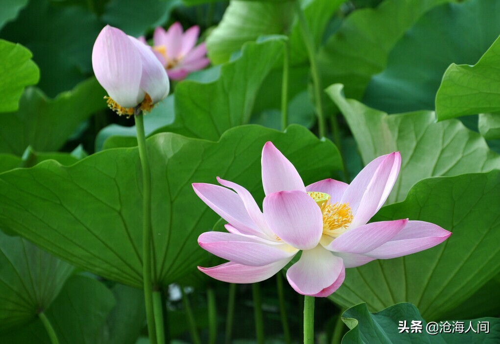 写荷花的诗词有多少,禅意荷花的诗词