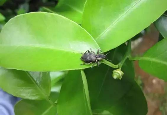 柑橘12月有什么病害虫害,柑橘全年病害虫害最新防治方法