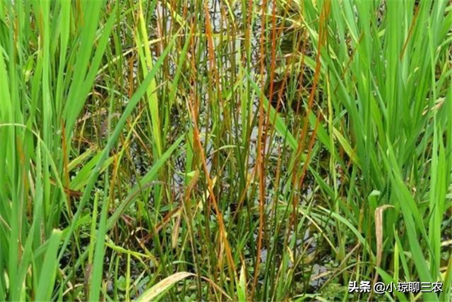 荸荠的种植技术以及营养价值介绍,每日农经荸荠种植技术