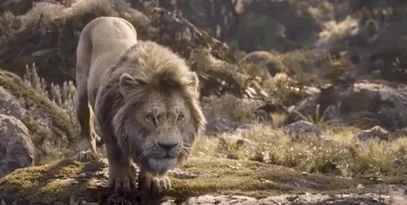 简单聊聊狮子王到底值不值得看,狮子王值得入手吗