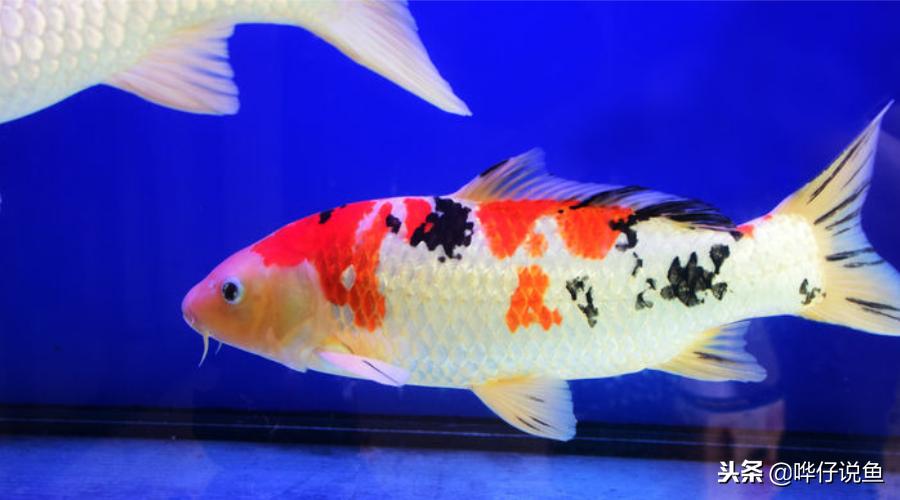 锦鲤适合缸养还是池养,鱼池和地缸哪个适合养锦鲤