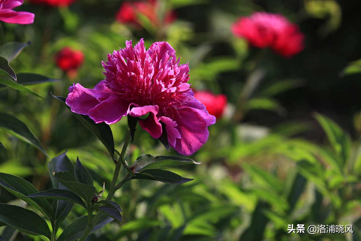 大院绿化的回忆——顺便看看院里的芍药定个究竟有多少种？