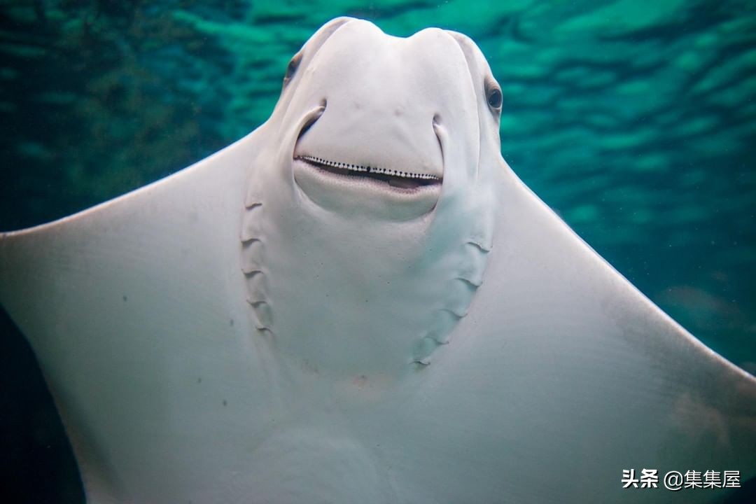 来自动物世界的22个有趣事实,动物世界中有什么有趣的现象