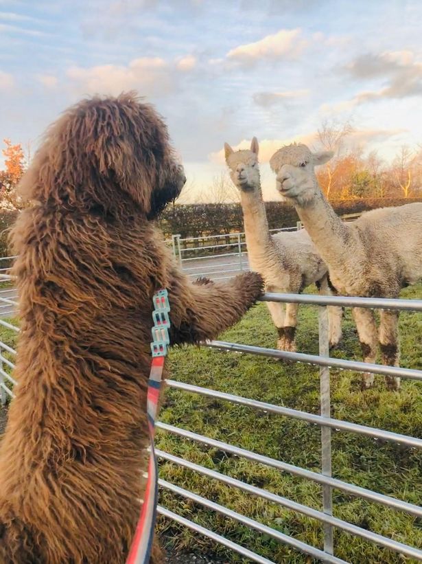 巨型贵宾只长到40斤,巨型贵宾有多粘人