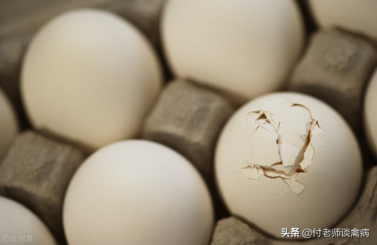 蛋鸡软蛋原因,鸡场的软蛋怎么处理