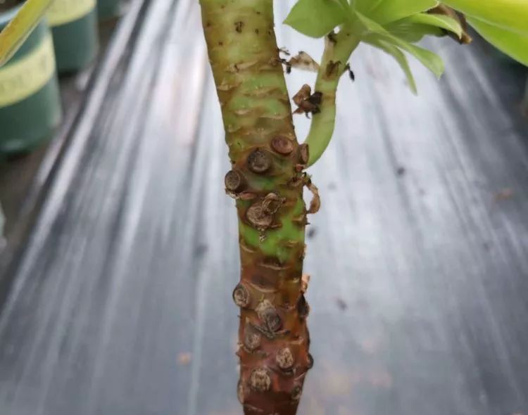 法师新品：青翠欲滴“檬”动我心，青檬法师育繁记