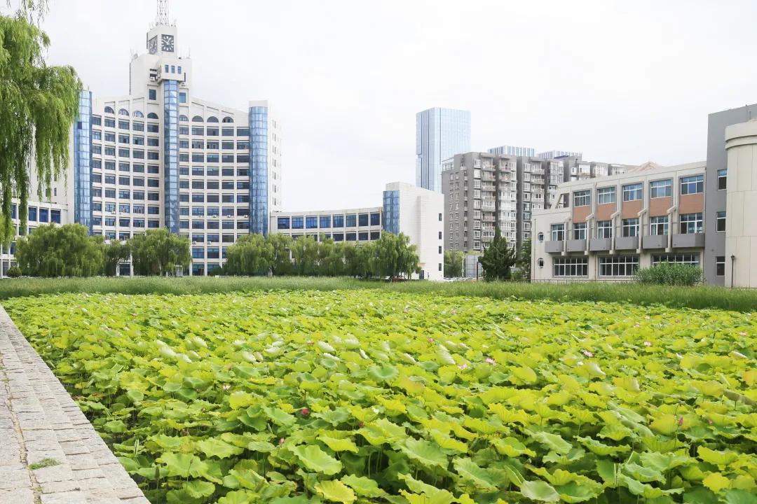 赏荷100首荷花短诗,一起赏荷花的诗词歌赋