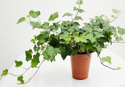 大盆栽绿植对猫无毒有害吗,吊兰绿萝对猫有毒么