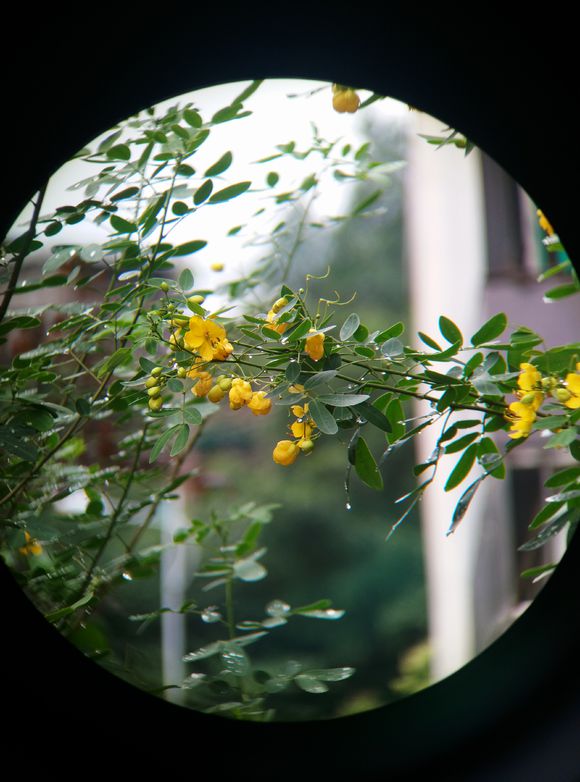 宾得1036望远镜怎么样,宾得ad1036wp好吗