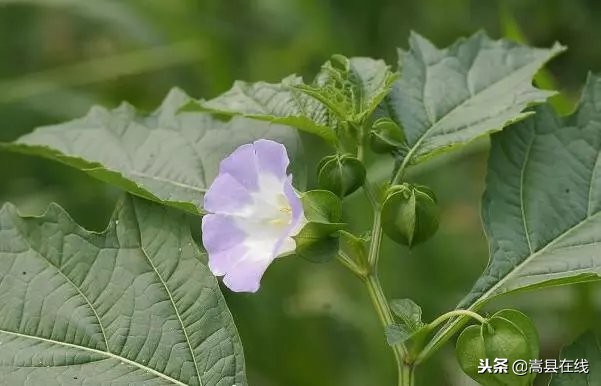 农村比较常见的中草药,农村不可碰的十种草药