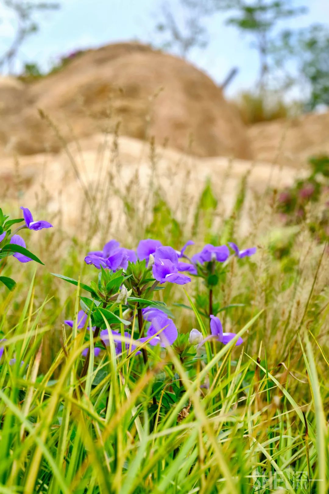 深圳网红公园地铁站,深圳地铁最近有什么公园