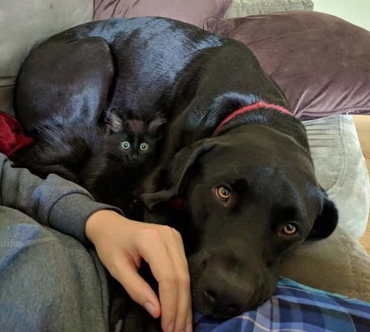 鐚挭鐙楃嫍鎴愮簿浜嗛兘浼氳璇濅簡,鐚挭鐙楃嫍鍙樺寲