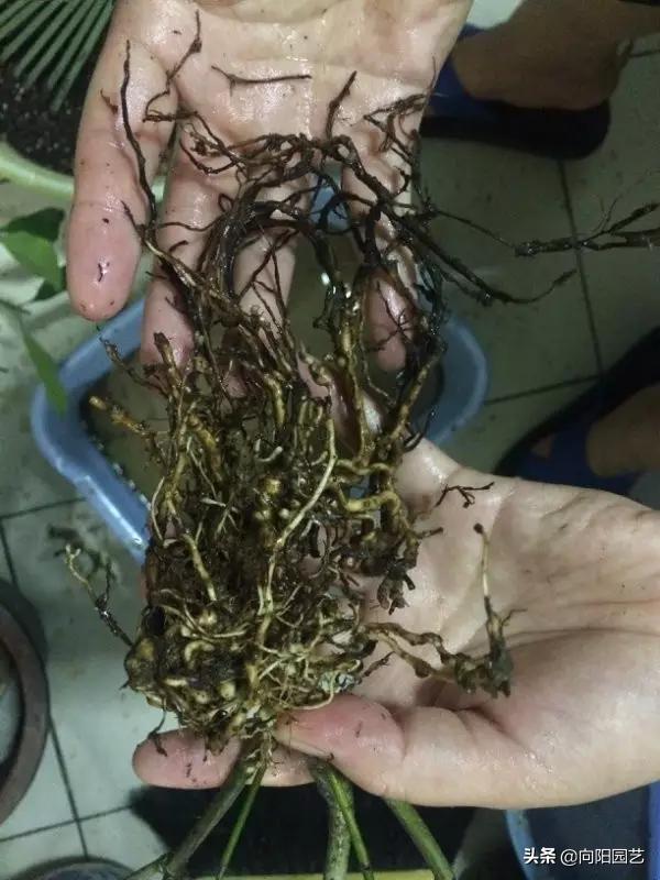 植物发现烂根怎么快速补救,植物烂根的原因及处理方法