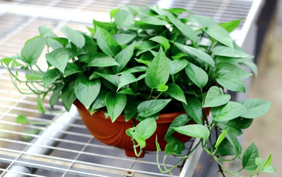 100种最毒的毒花,20种有毒的大毒花