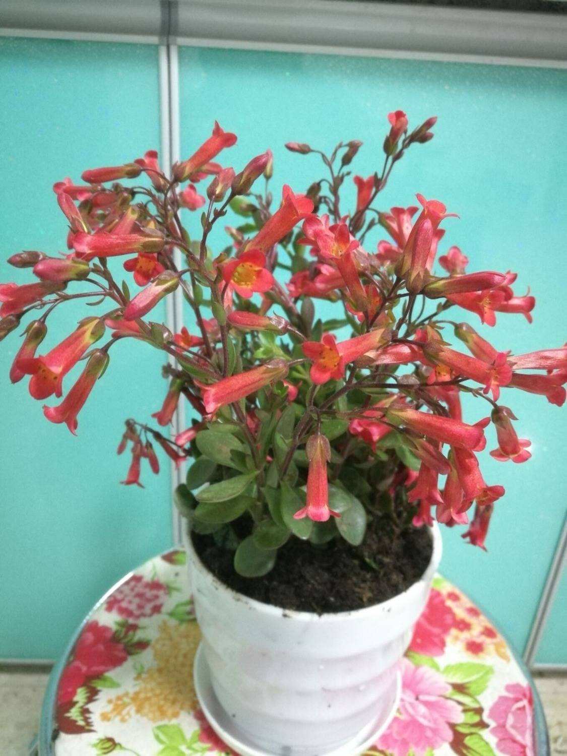 宫灯款年宵花,最旺家的花宫灯长寿花