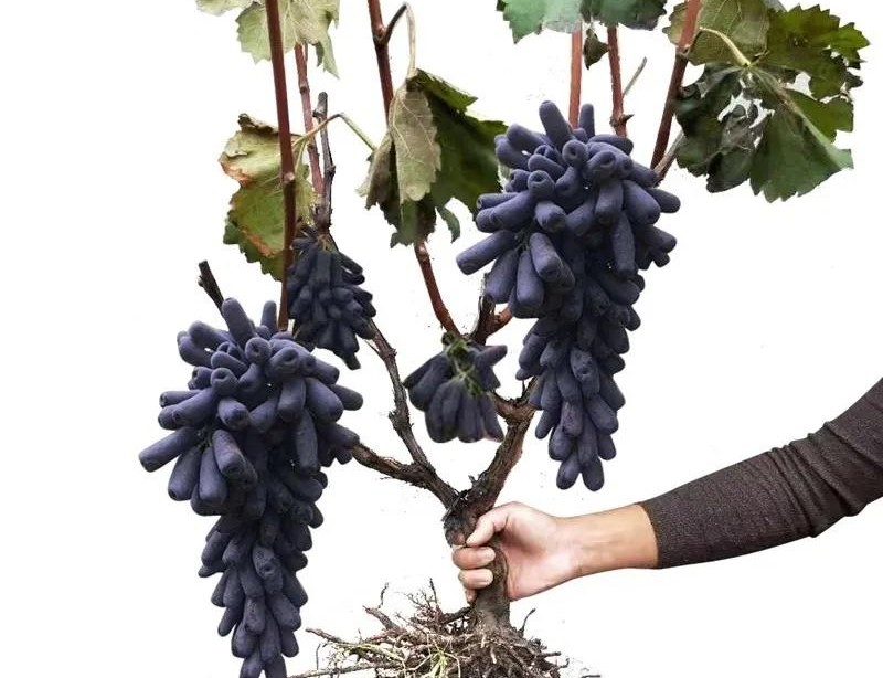 网上卖的假苗木,揭秘电商平台假苗木