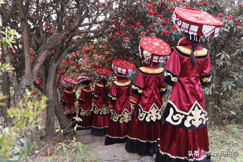 百里杜鹃花开如海,百里杜鹃百里盛开