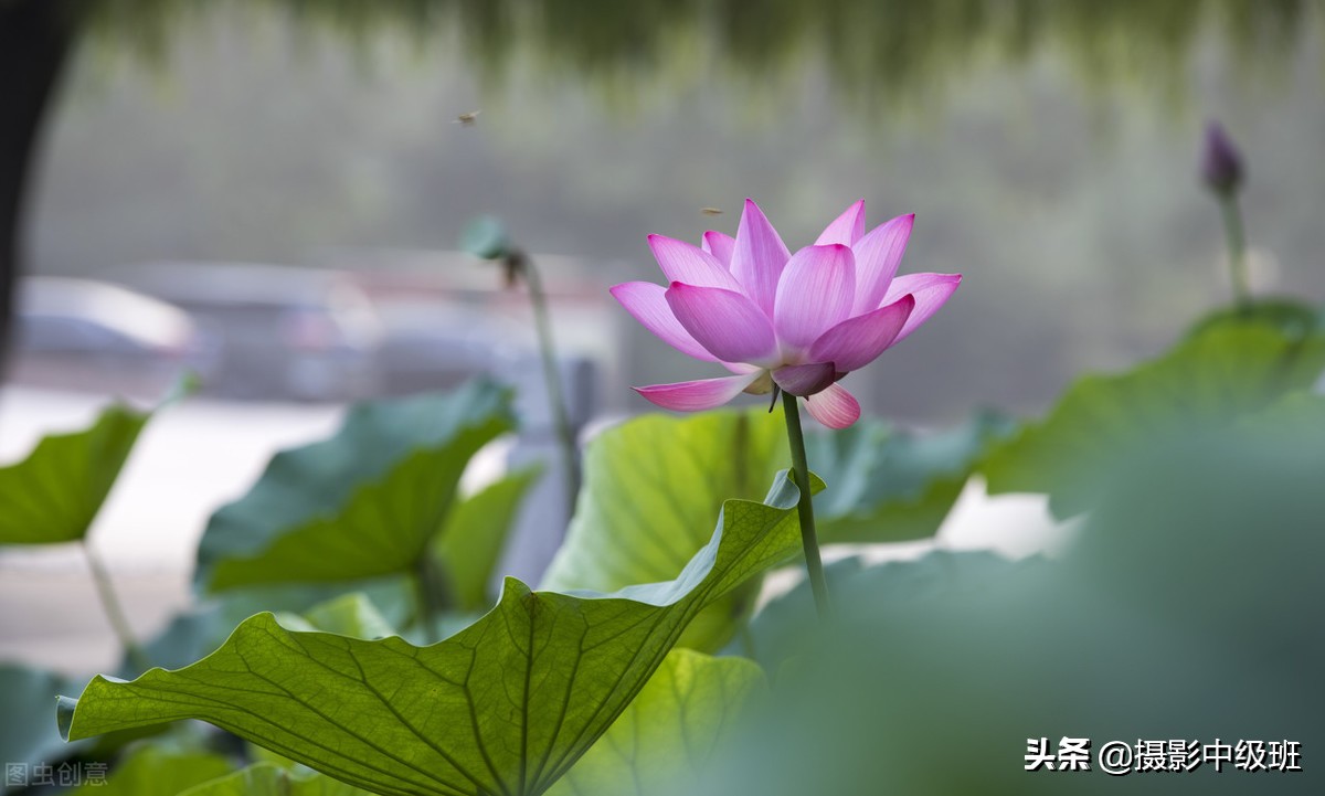 教你拍荷花的4个意境,怎么拍荷花拍照姿势大全