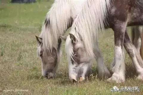 马术治疗注意力障碍,马术治愈孤独症