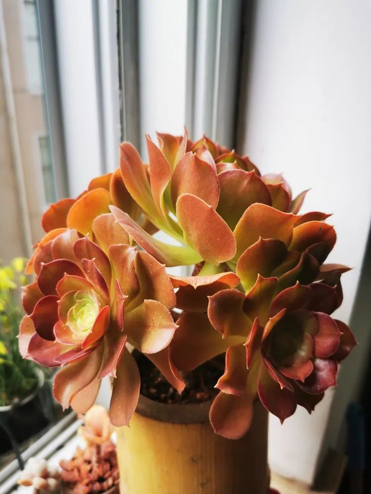 多肉砍头的怎么养,多肉怎么砍头才能爆发