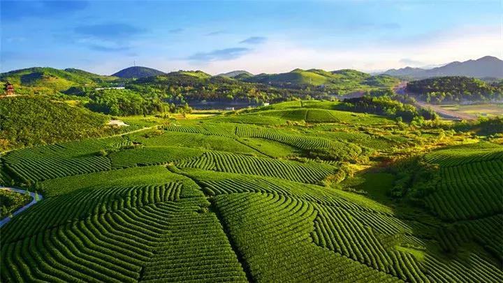 贵州绿色农产品何以风行天下?从毕节一颗萝卜出口迪拜的跨国之旅说起~