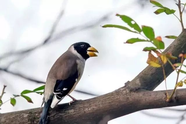 常见鸟类黑尾蜡嘴雀,蜡嘴鸟雏鸟几个月后会鸣叫
