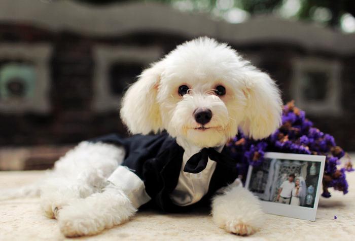 贵宾犬香槟色褪色成白色,贵宾犬颜色越来越浅怎么办