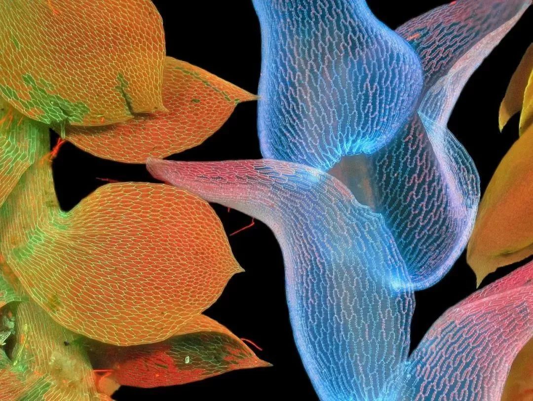 四年级我的奇思妙想习作,四年级小学奇思妙想习作